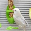 Kényelmes Madár etető Állomás, Tökéletes Madárkalitkatartozék